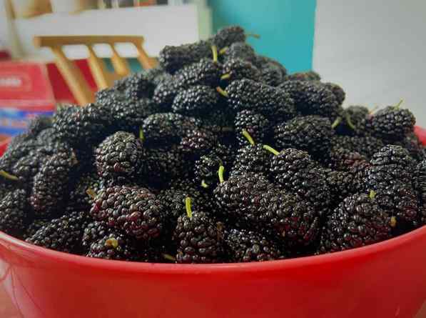桑葚.jpg 桑葚.jpg